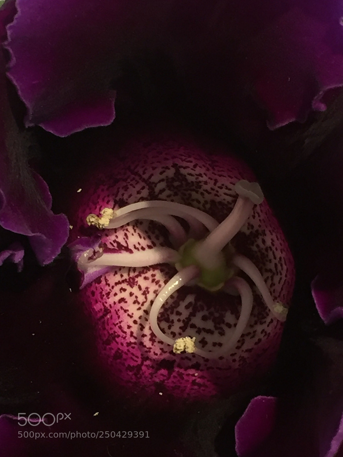 Apple iPhone 6 Plus sample photo. Grains on the velvet photography