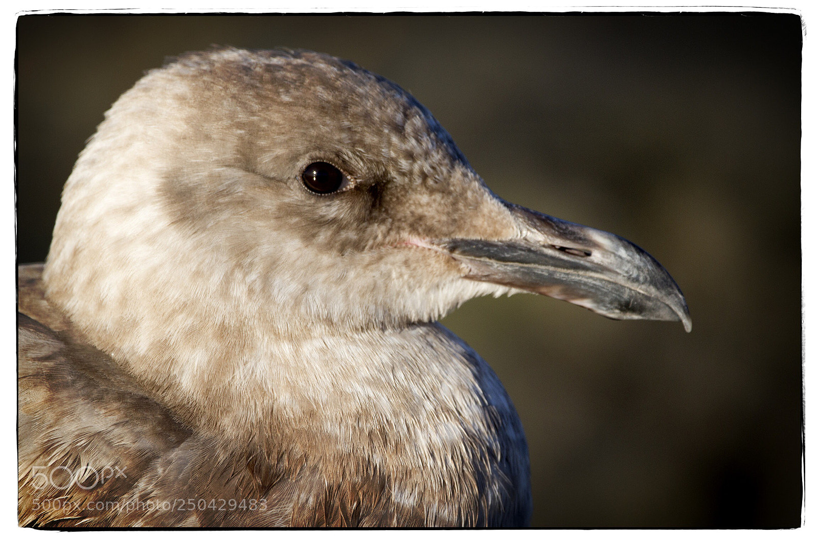 Canon EOS 7D sample photo. Portrait of a seagull  photography