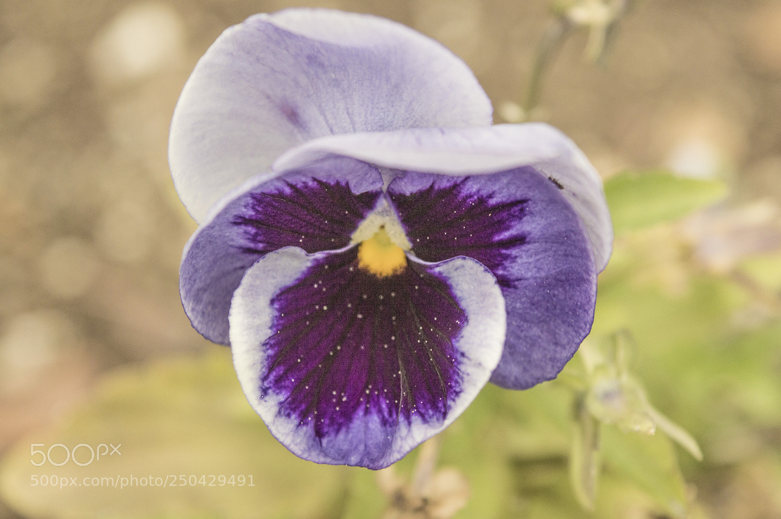 Nikon D3200 sample photo. Pansies photography
