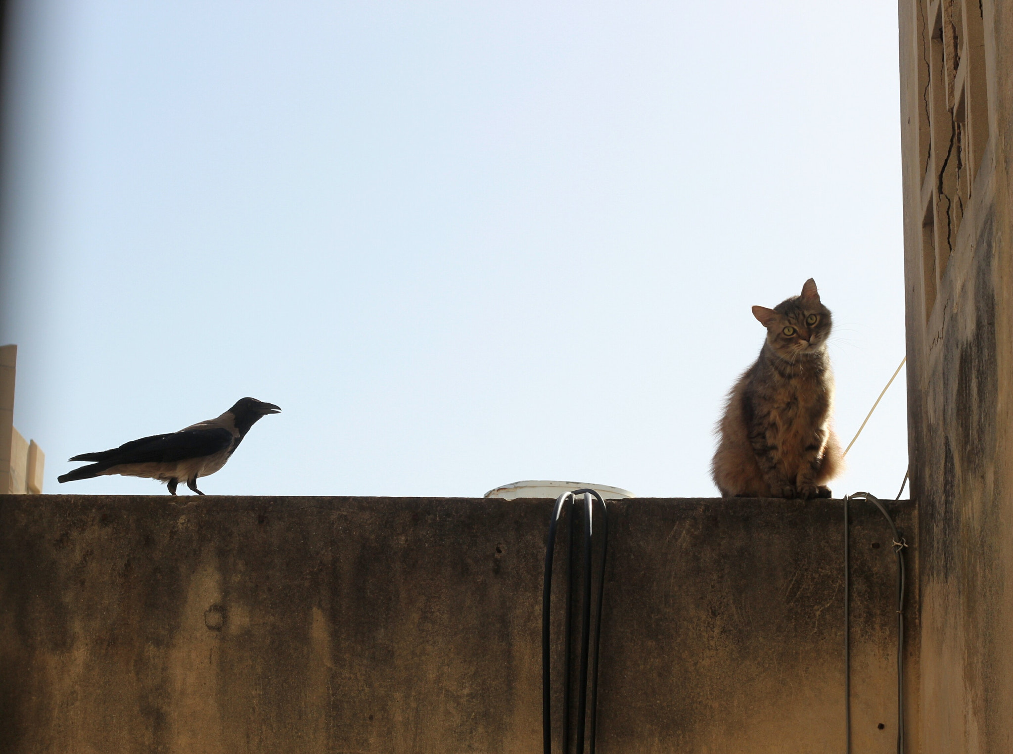 Canon EOS 700D (EOS Rebel T5i / EOS Kiss X7i) sample photo. The crow and the cat photography