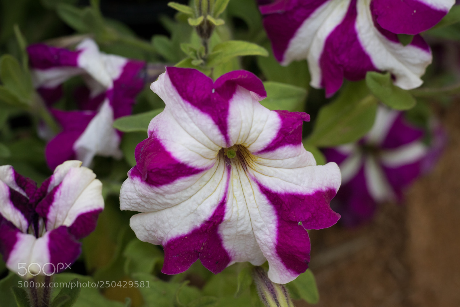 Canon EOS 80D sample photo. Purple photography