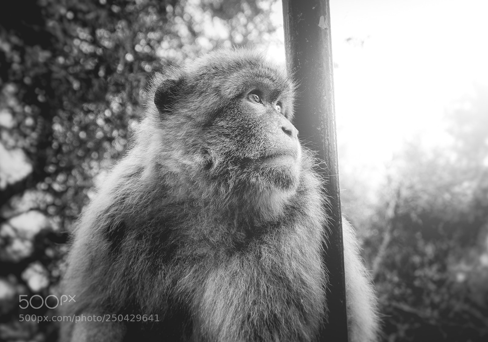 Sony SLT-A58 sample photo. Monkey photography