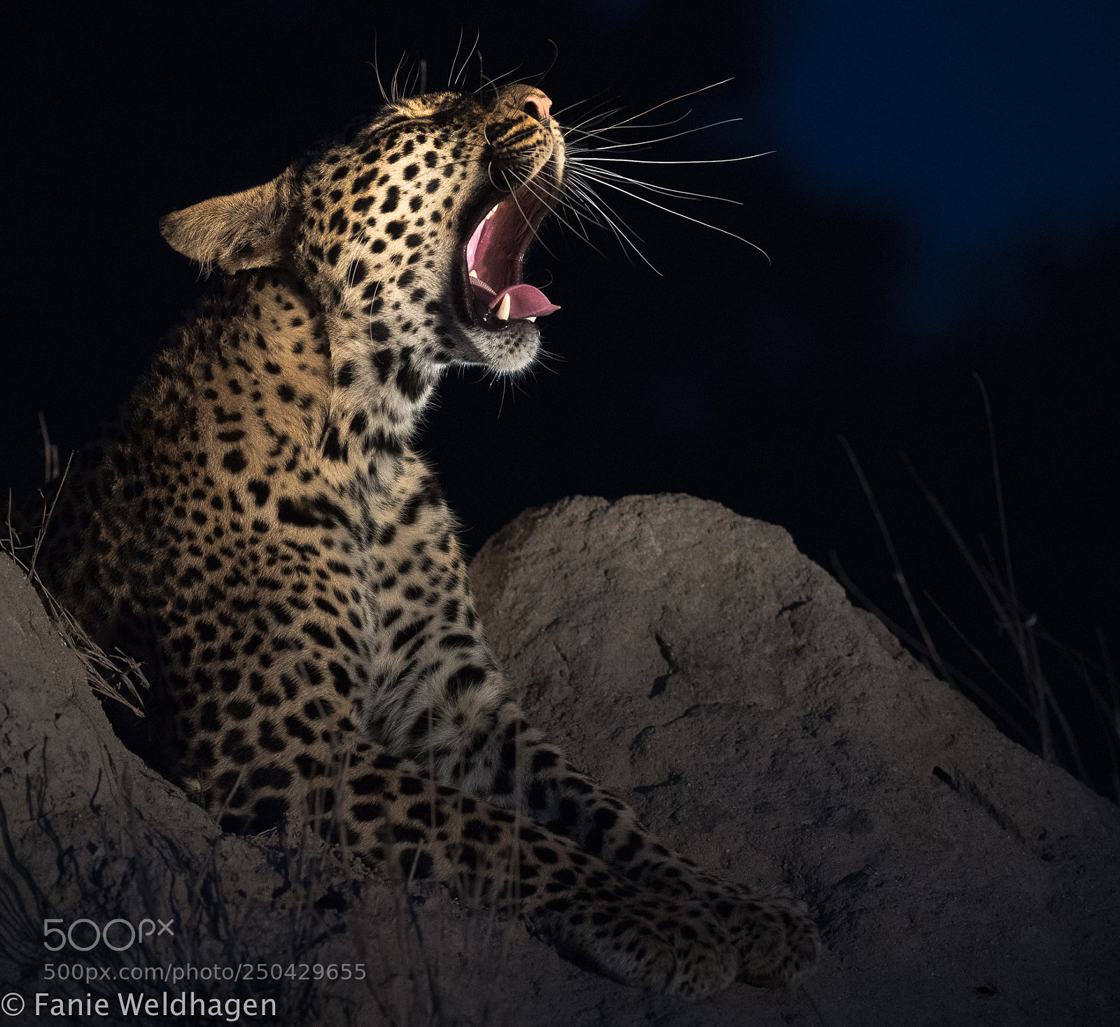 Nikon D5 sample photo. Leopard at dawn photography