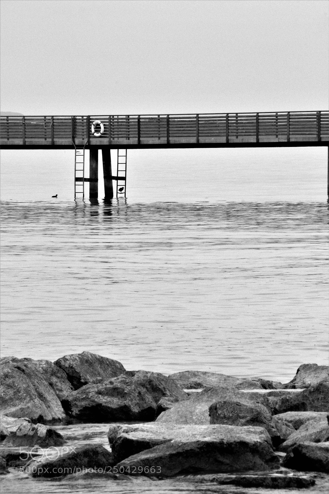Canon EOS 550D (EOS Rebel T2i / EOS Kiss X4) sample photo. Coot on ladder photography