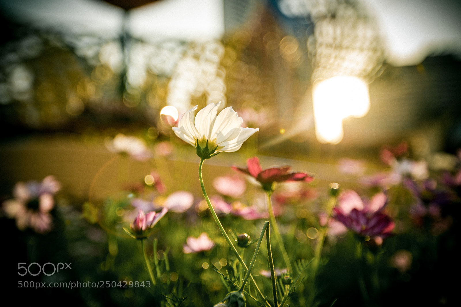 Canon EOS 5D Mark IV sample photo. Mg photography