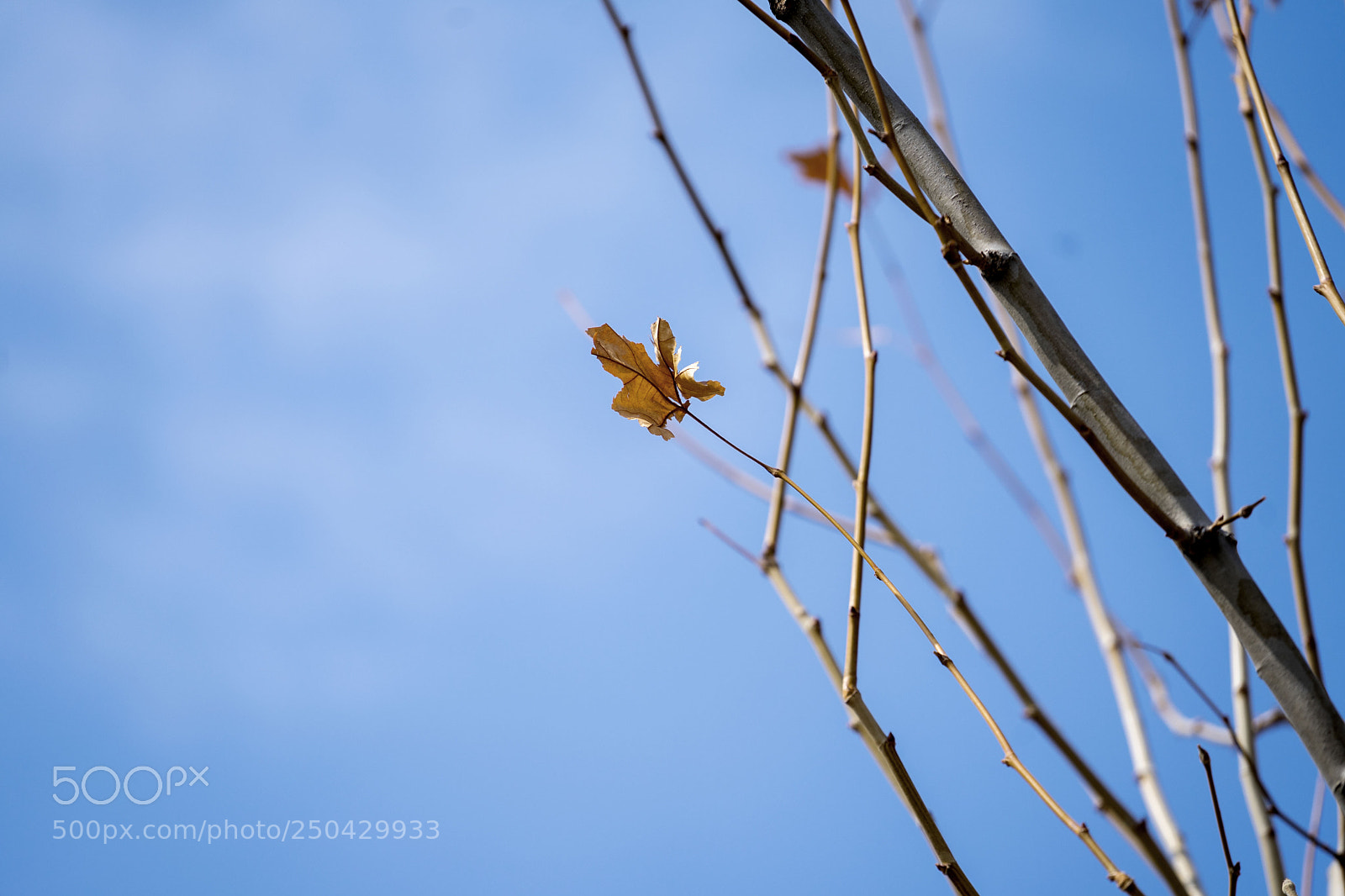 Sony a7 II sample photo. Untitled photography