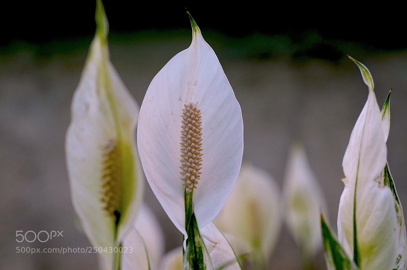 Nikon D5100 sample photo. Flower photography