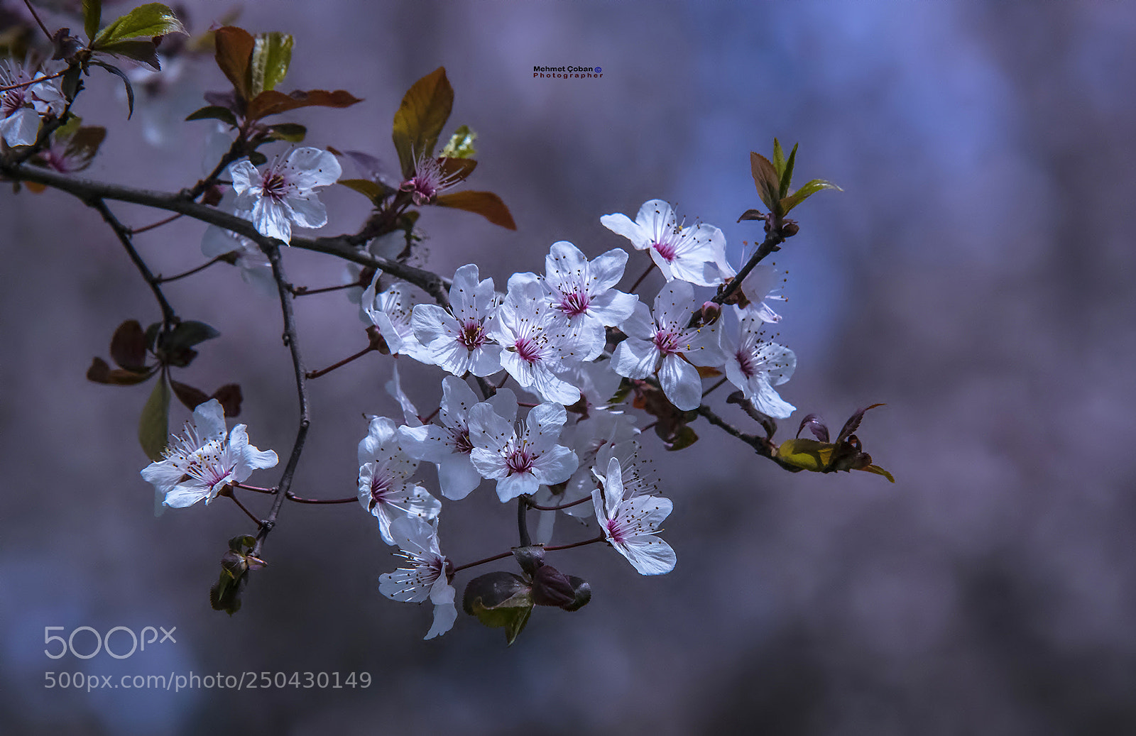 Pentax K-3 II sample photo. Plum flowers photography
