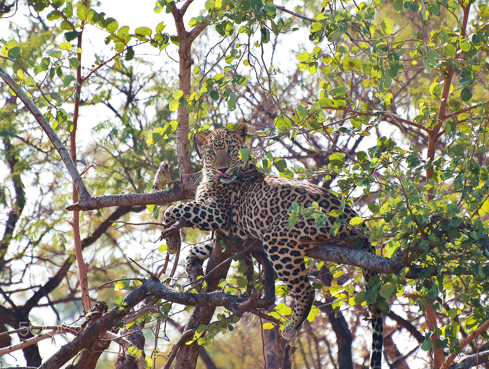 Nikon D5300 sample photo. Id - leopard. photography