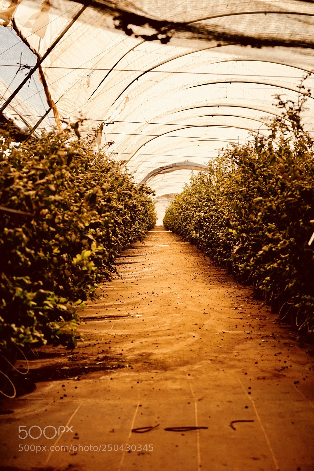 Sony a7 II sample photo. Blueberries galore photography