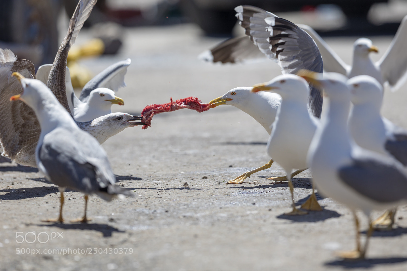 Canon EOS 5D Mark IV sample photo. Fight! photography