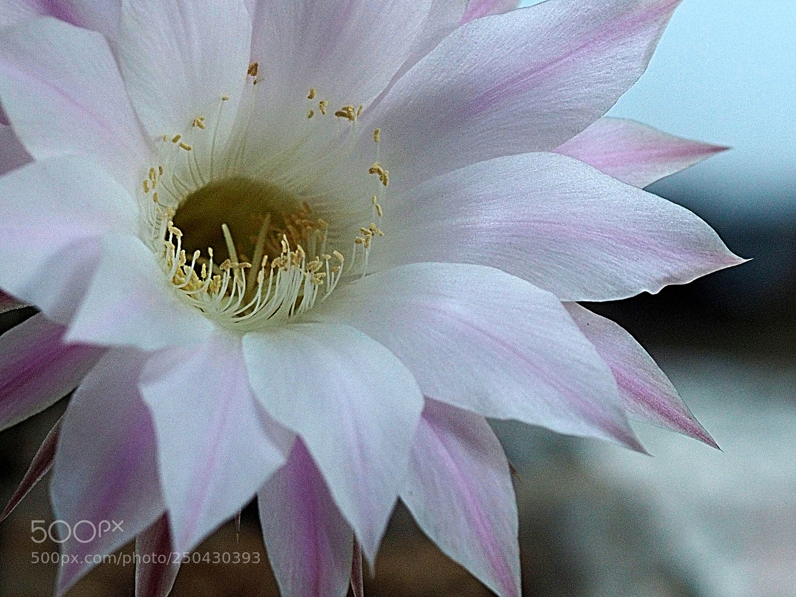 Olympus OM-D E-M10 sample photo. Flor de cactus photography