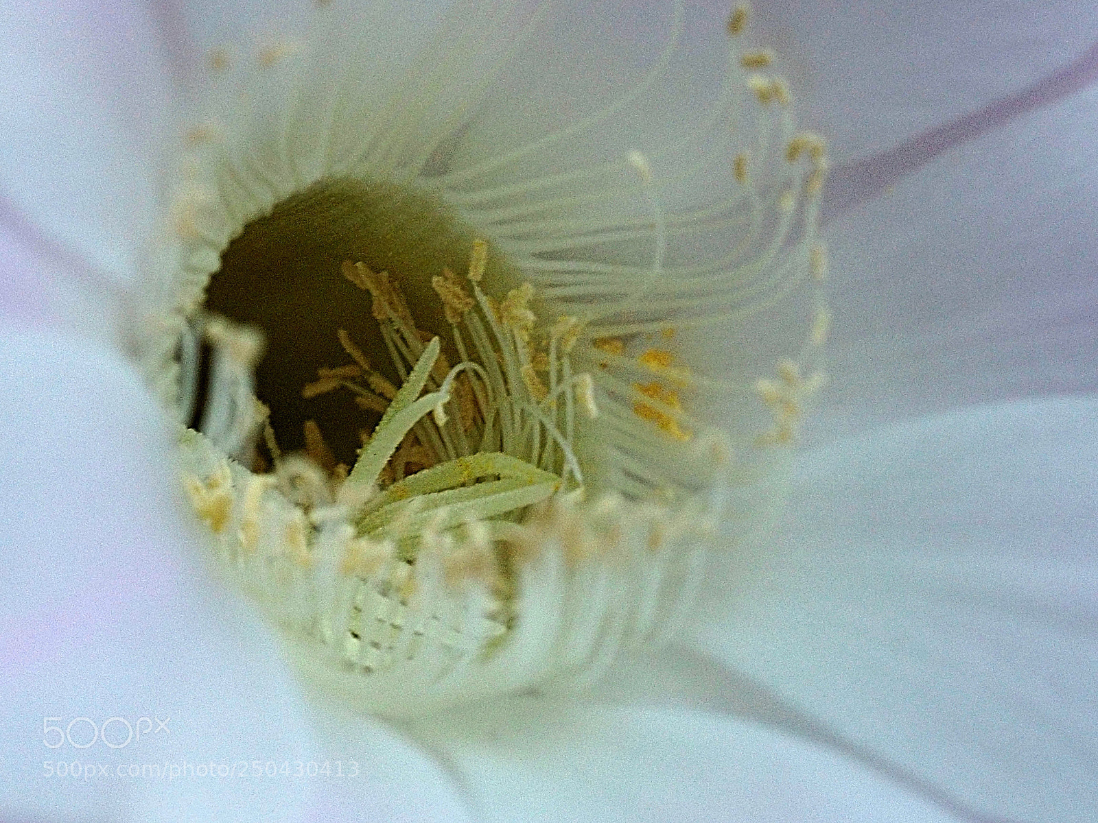 Olympus OM-D E-M10 sample photo. Flor de cactus. photography