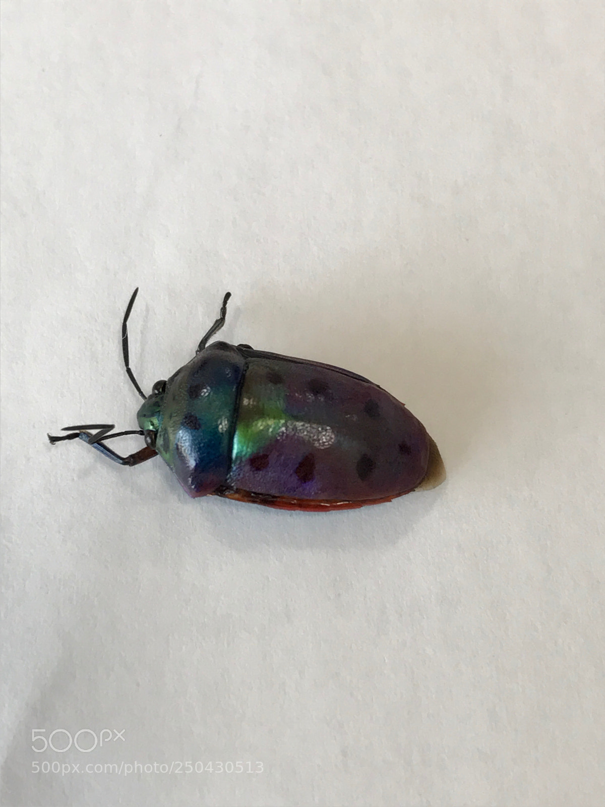 Apple iPhone 7 sample photo. Beautiful insect 
 photography