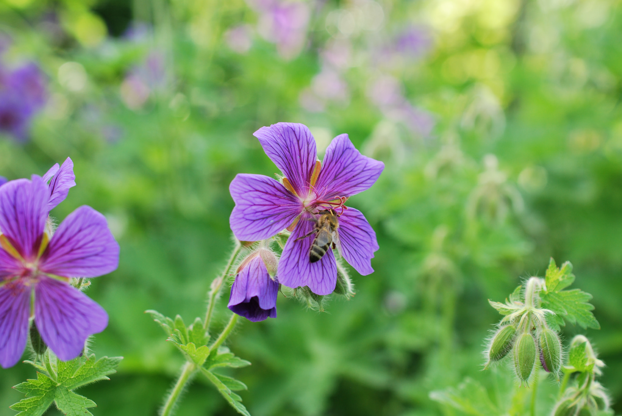 Nikon D60 sample photo. In the garden photography