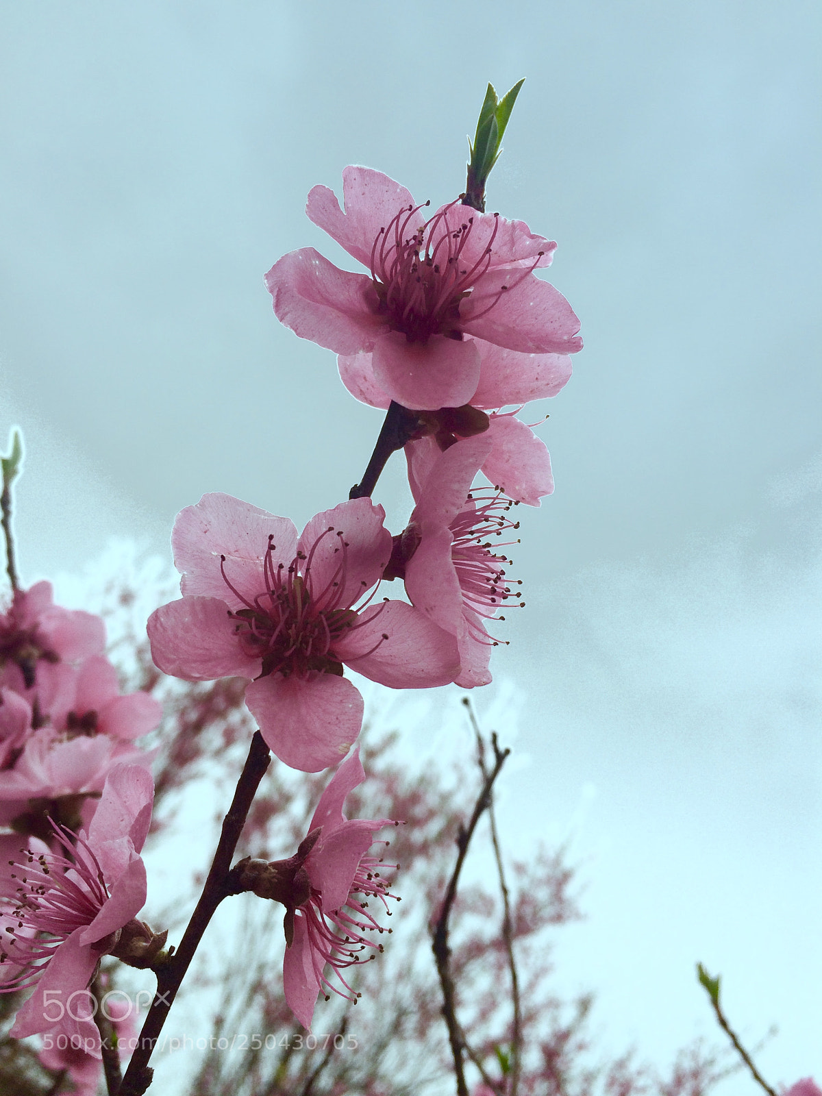 Apple iPhone 5s sample photo. Untitled photography