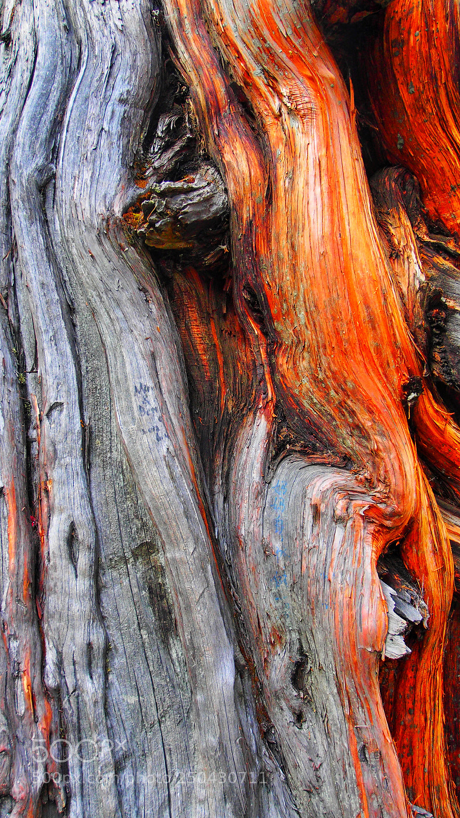 Olympus OM-D E-M5 sample photo. 3d wood texture photography