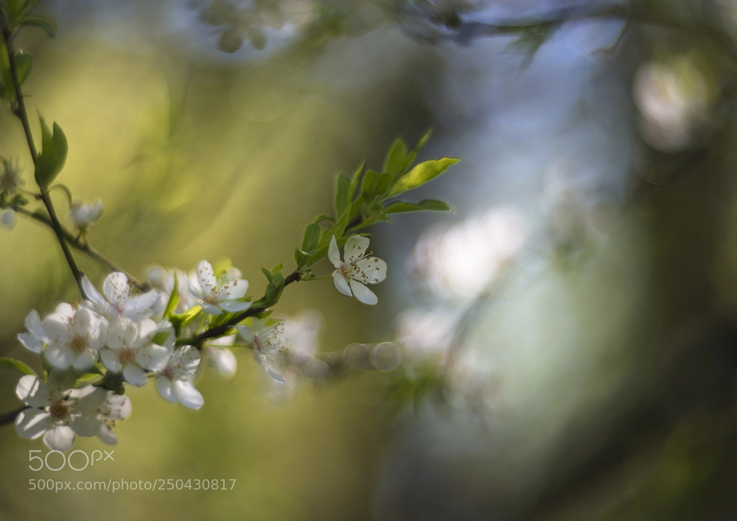 Nikon D610 sample photo. The spring flowers photography
