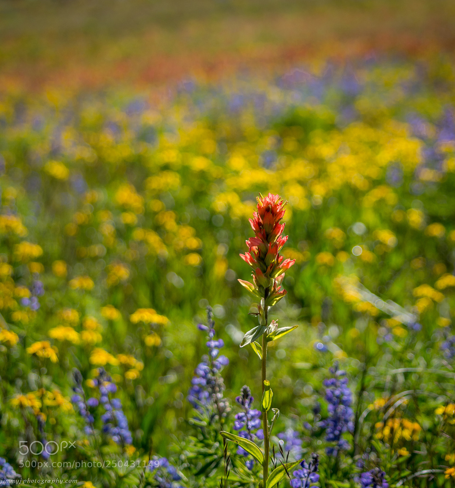 Nikon D7100 sample photo. Spring photography