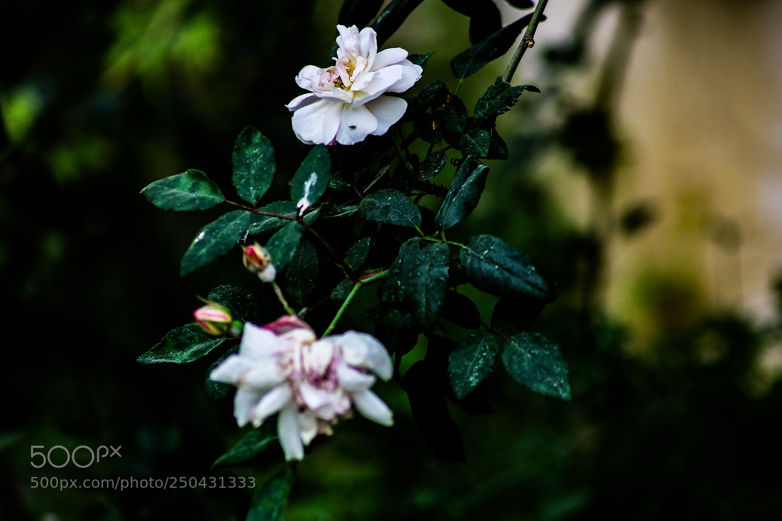 Canon EOS 750D (EOS Rebel T6i / EOS Kiss X8i) sample photo. Hot flower macro photography