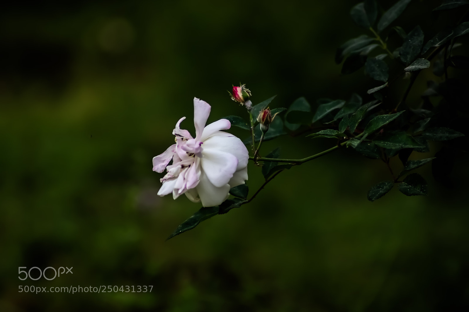 Canon EOS 750D (EOS Rebel T6i / EOS Kiss X8i) sample photo. Hot flower macro photography
