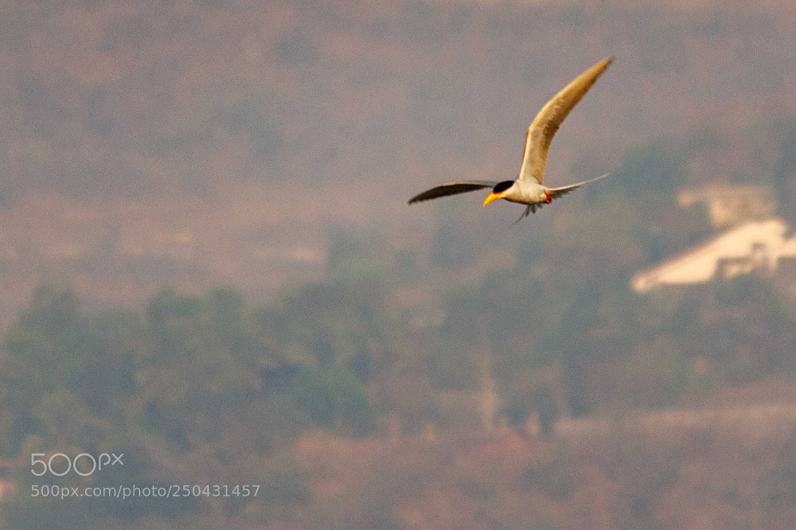 Canon EOS 600D (Rebel EOS T3i / EOS Kiss X5) sample photo. A river tern in photography