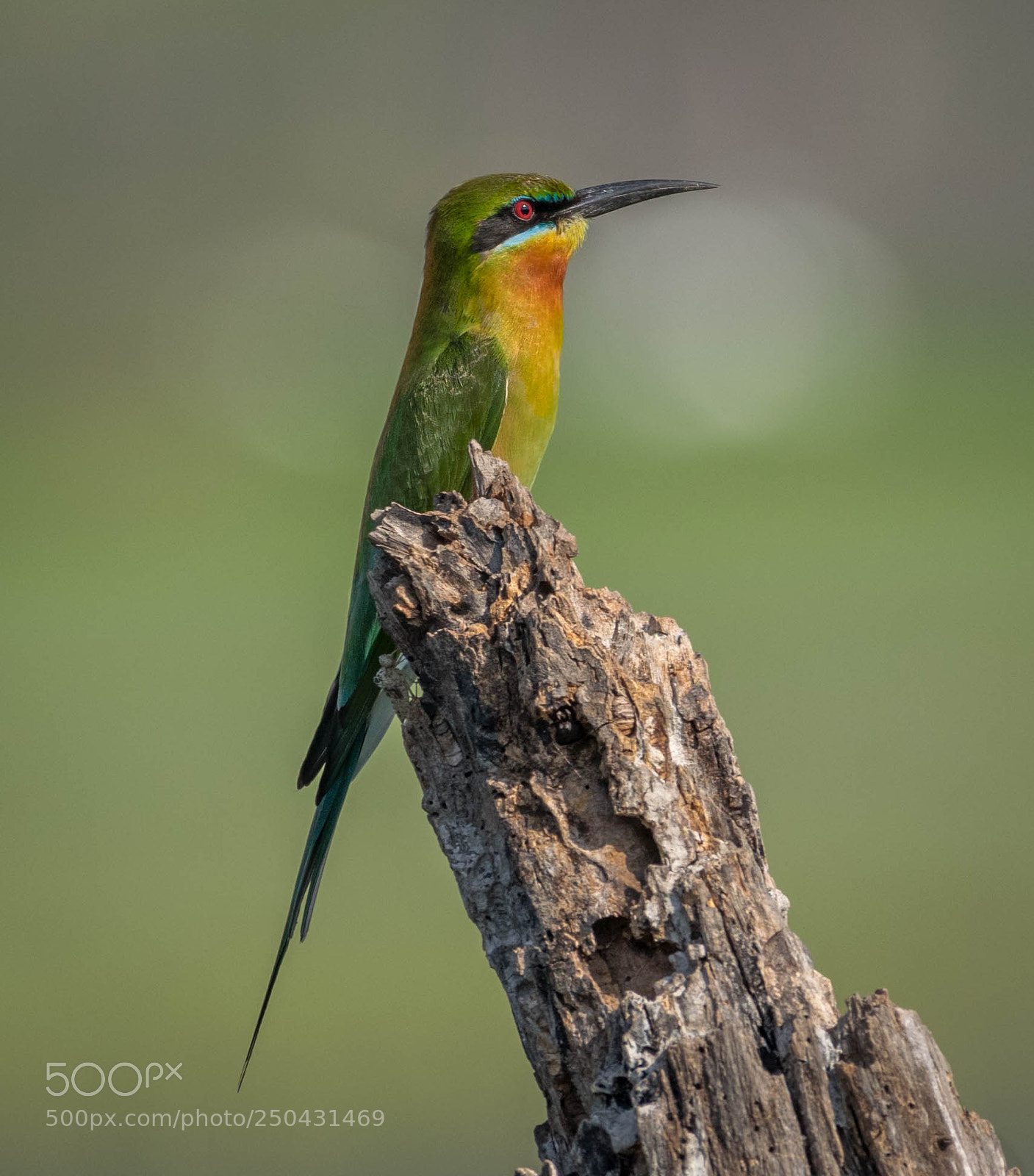 Nikon D5300 sample photo. Bee eater photography
