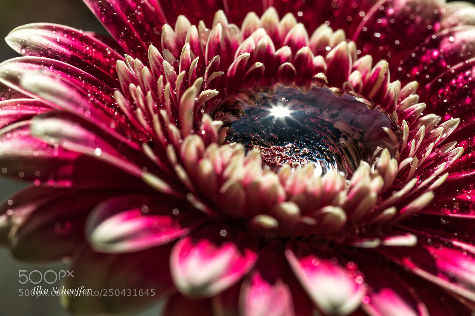 Canon EOS 5D Mark IV sample photo. Blüte  photography