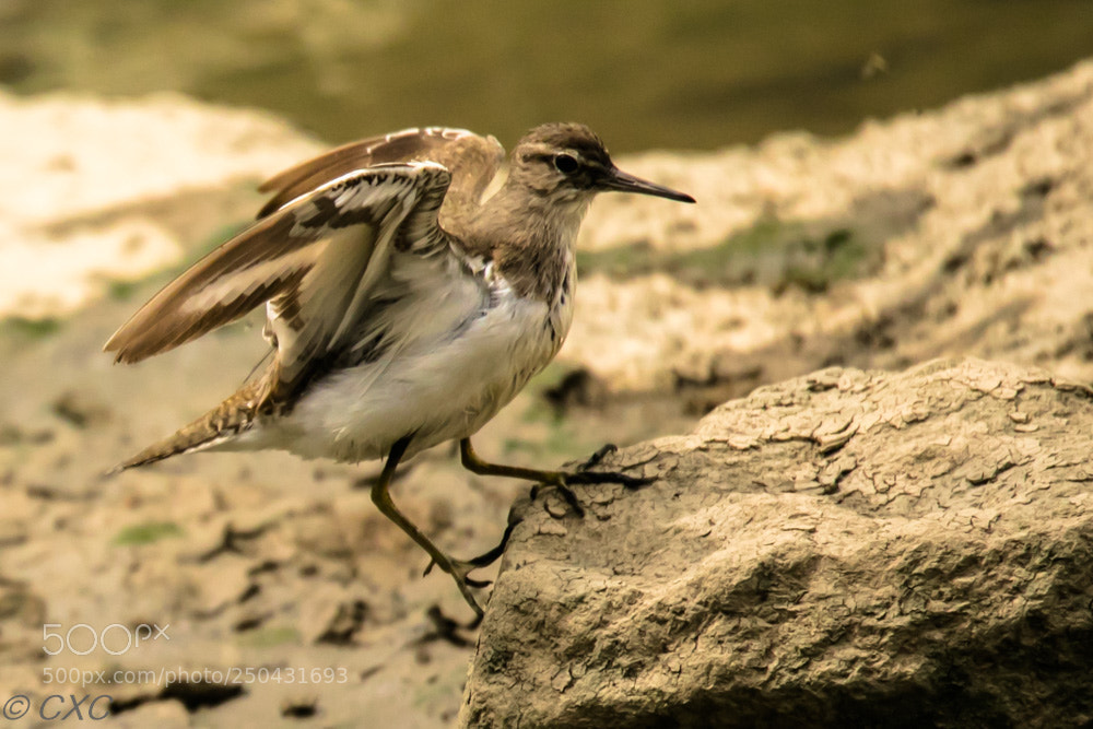 Canon EOS 5D Mark IV sample photo. Birds -3 photography