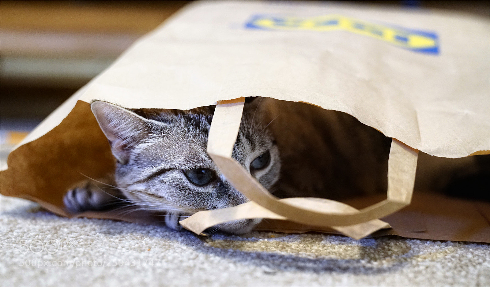 Sony a7R II sample photo. Cat in a bag photography