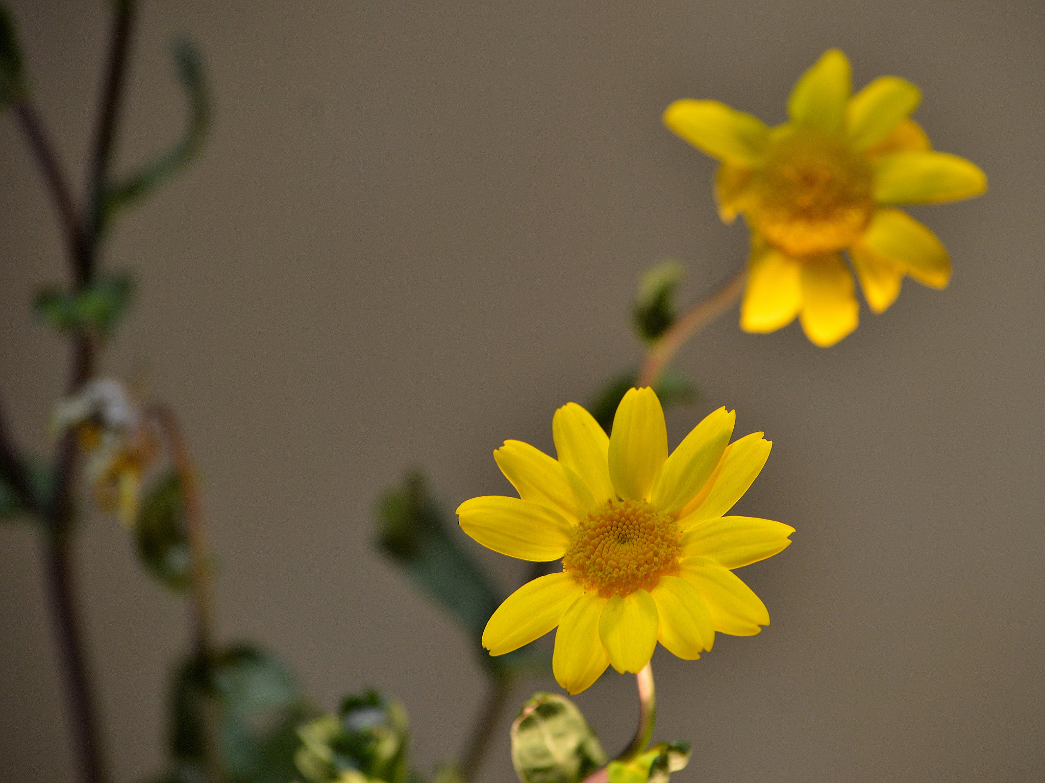 Nikon D3200 sample photo. Wildflowers photography