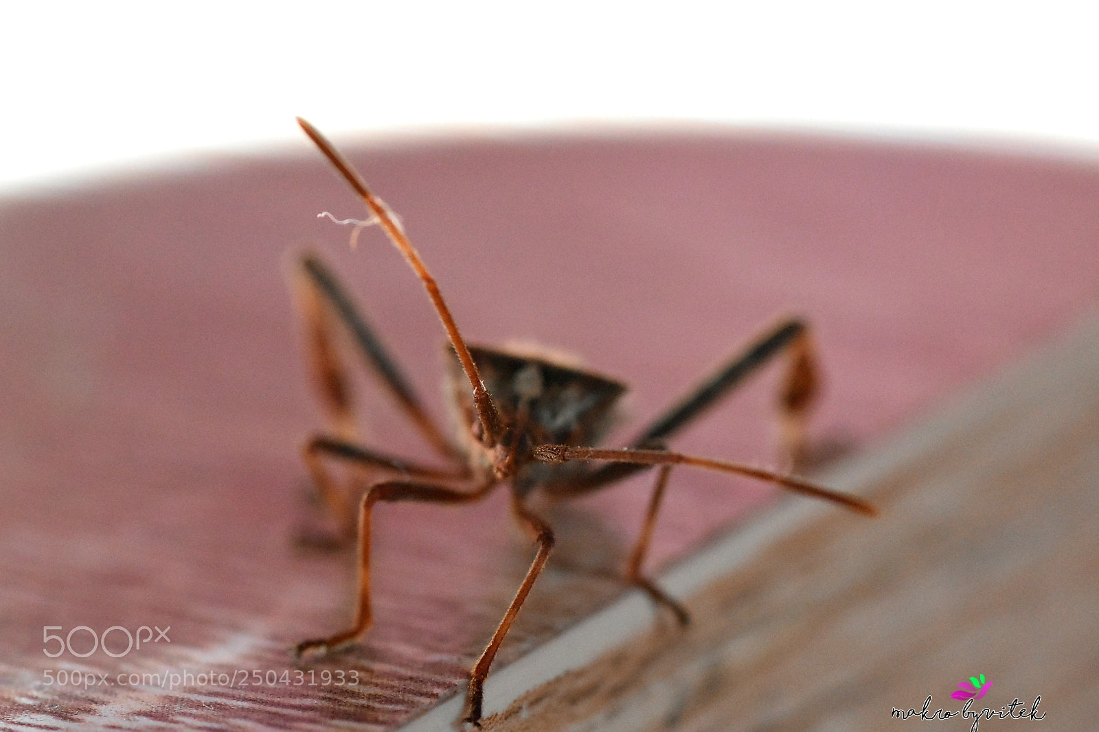 Nikon D3400 sample photo. Animal photography