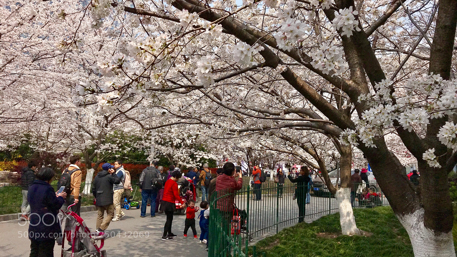 Apple iPhone 7 sample photo. Under sakura trees 樱花树下 photography