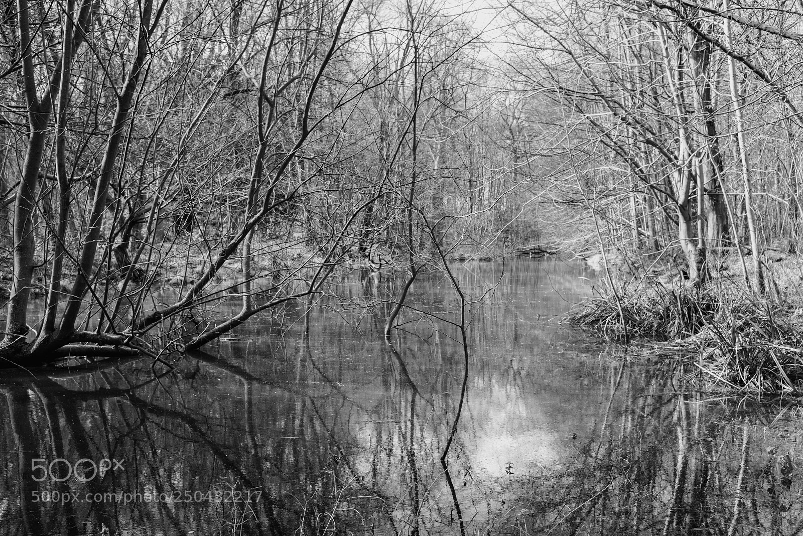 Sony a7R sample photo. Reflections of spring photography