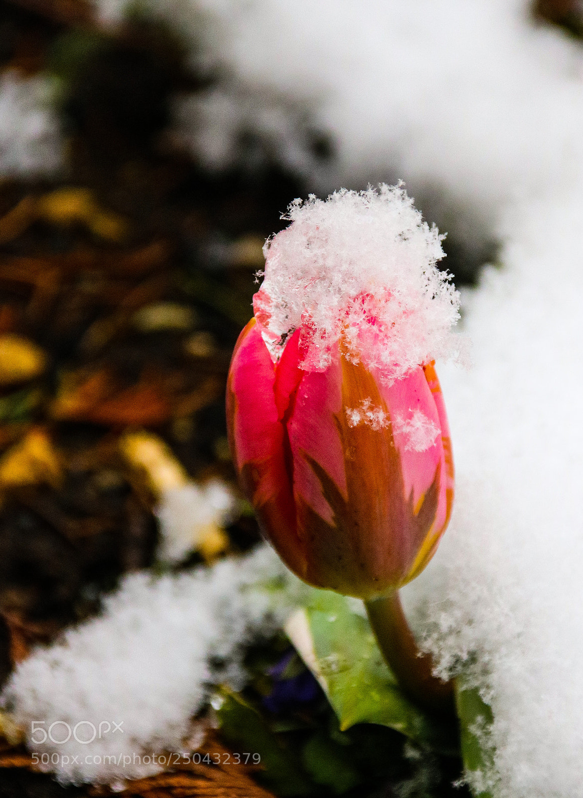 Canon EOS 750D (EOS Rebel T6i / EOS Kiss X8i) sample photo. Pink under the snow photography