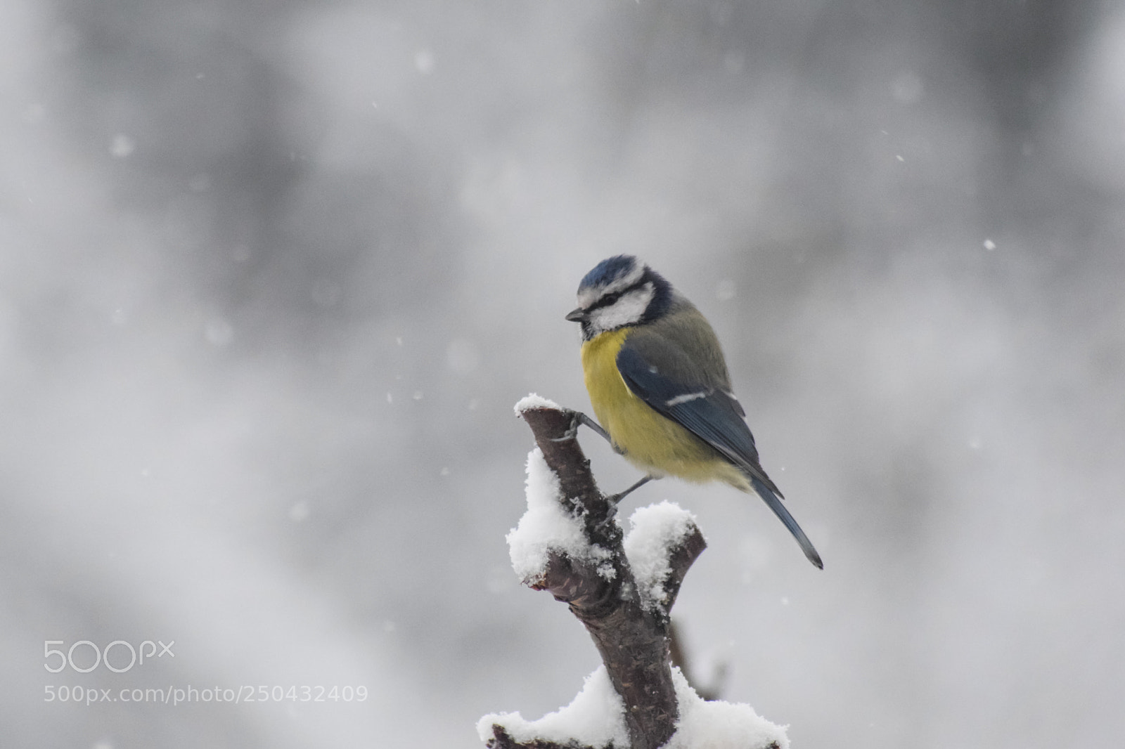 Nikon D5300 sample photo. Eurasian blue tit photography