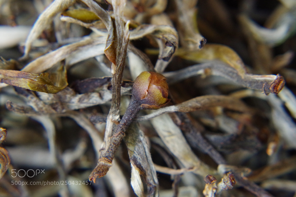 Pentax KP sample photo. Untitled photography