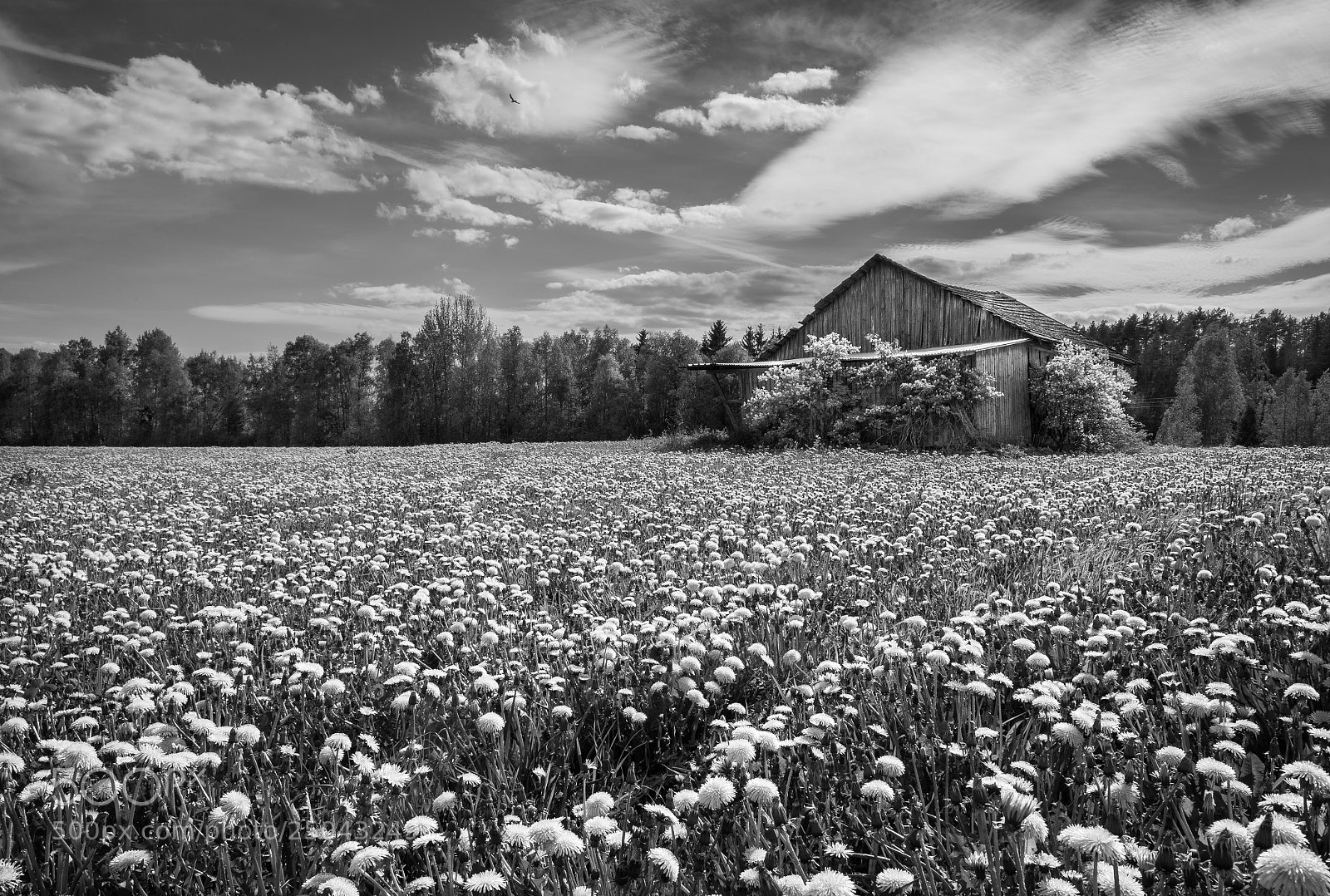 Nikon D810 sample photo. Untitled photography