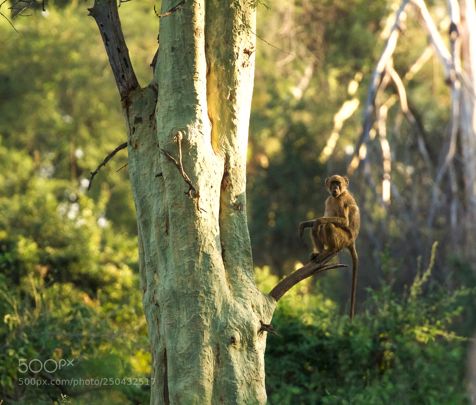 Canon EOS 1200D (EOS Rebel T5 / EOS Kiss X70 / EOS Hi) sample photo. Chacma baboon in fever photography