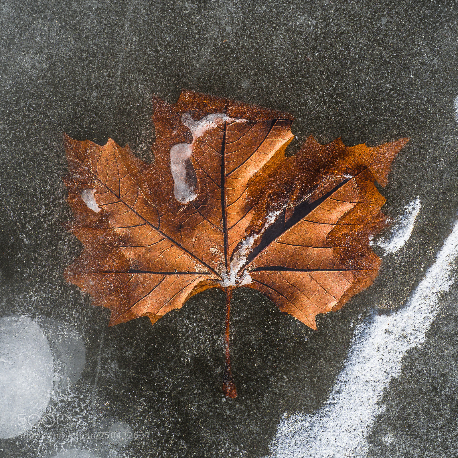 Olympus OM-D E-M10 II sample photo. Frozen leaf photography