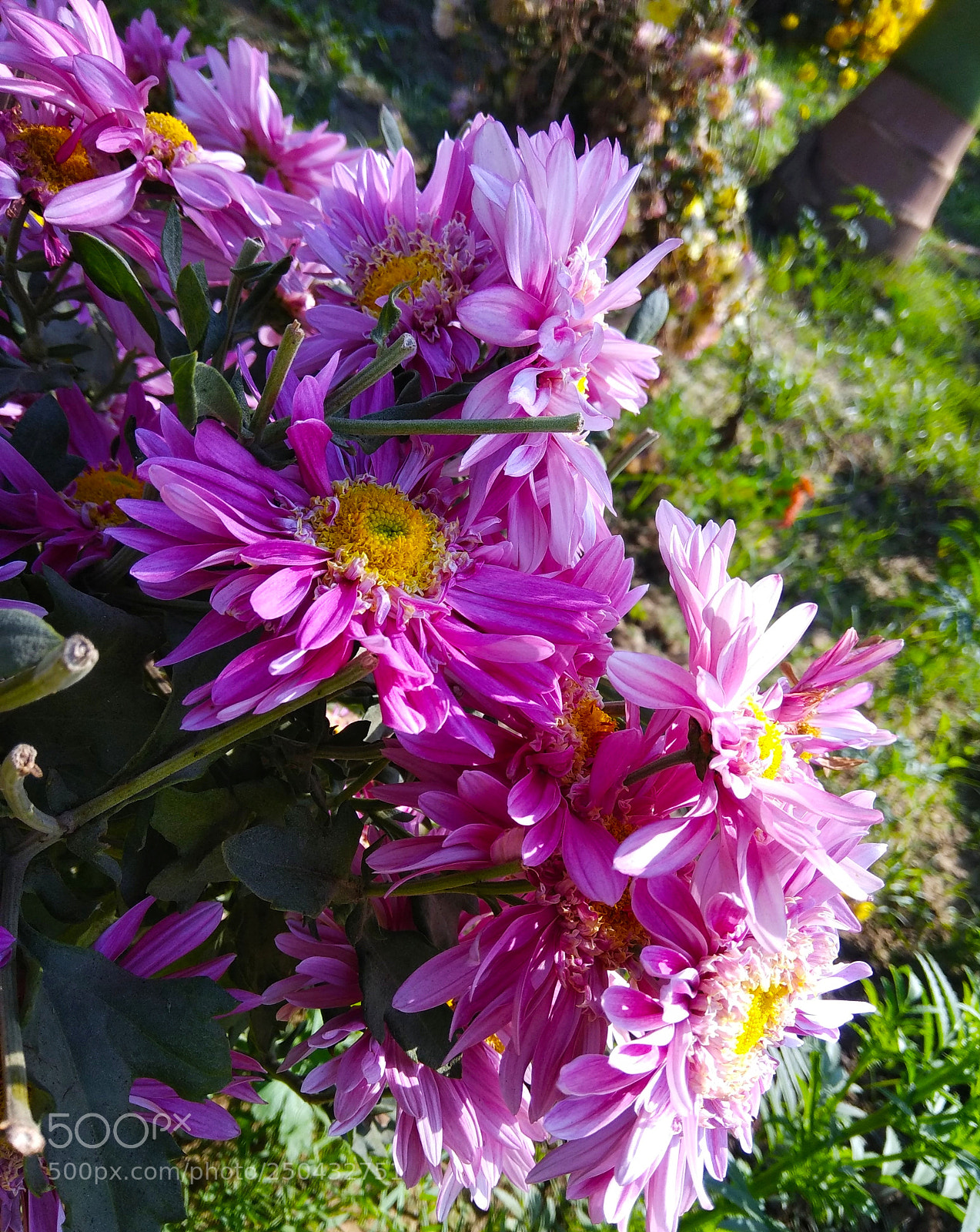 Xiaomi Redmi Note 4 sample photo. Beauty photography