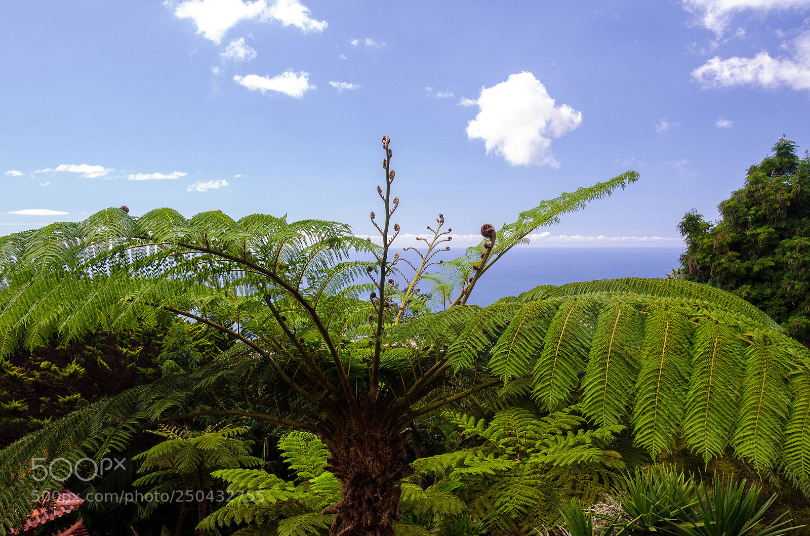 Nikon D7000 sample photo. Green and blue photography