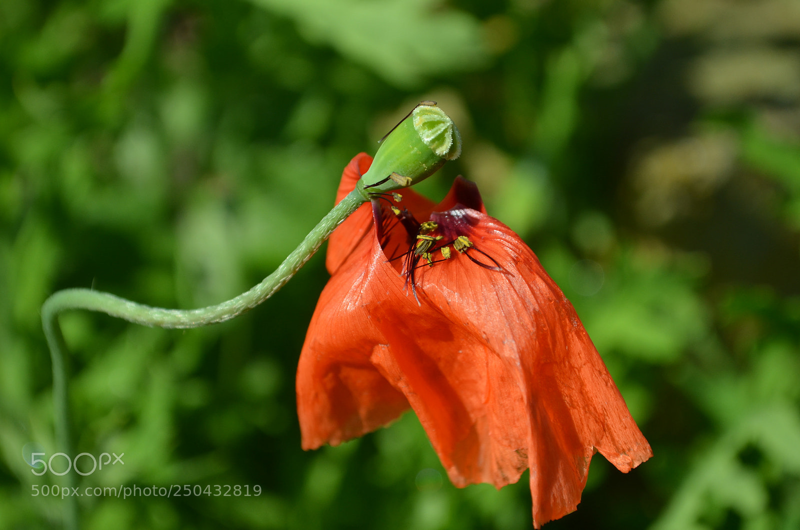 Nikon D5100 sample photo. Papoila que o vento photography