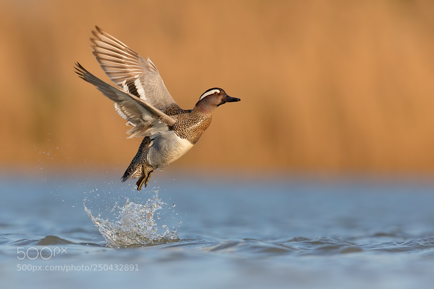 Canon EOS 5D Mark IV sample photo. Lake, sprint ! photography