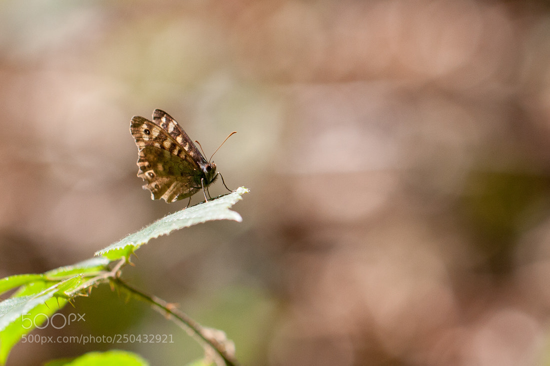 Canon EOS 40D sample photo. Small butterfly photography