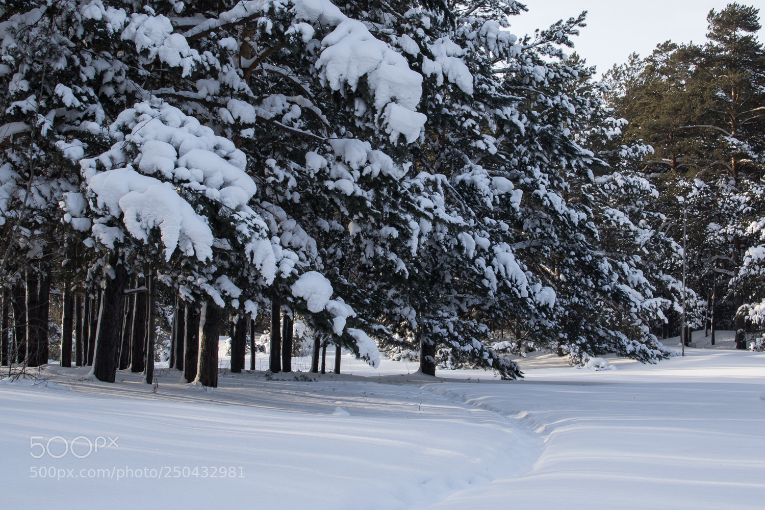 Nikon D3100 sample photo. Морозный день photography