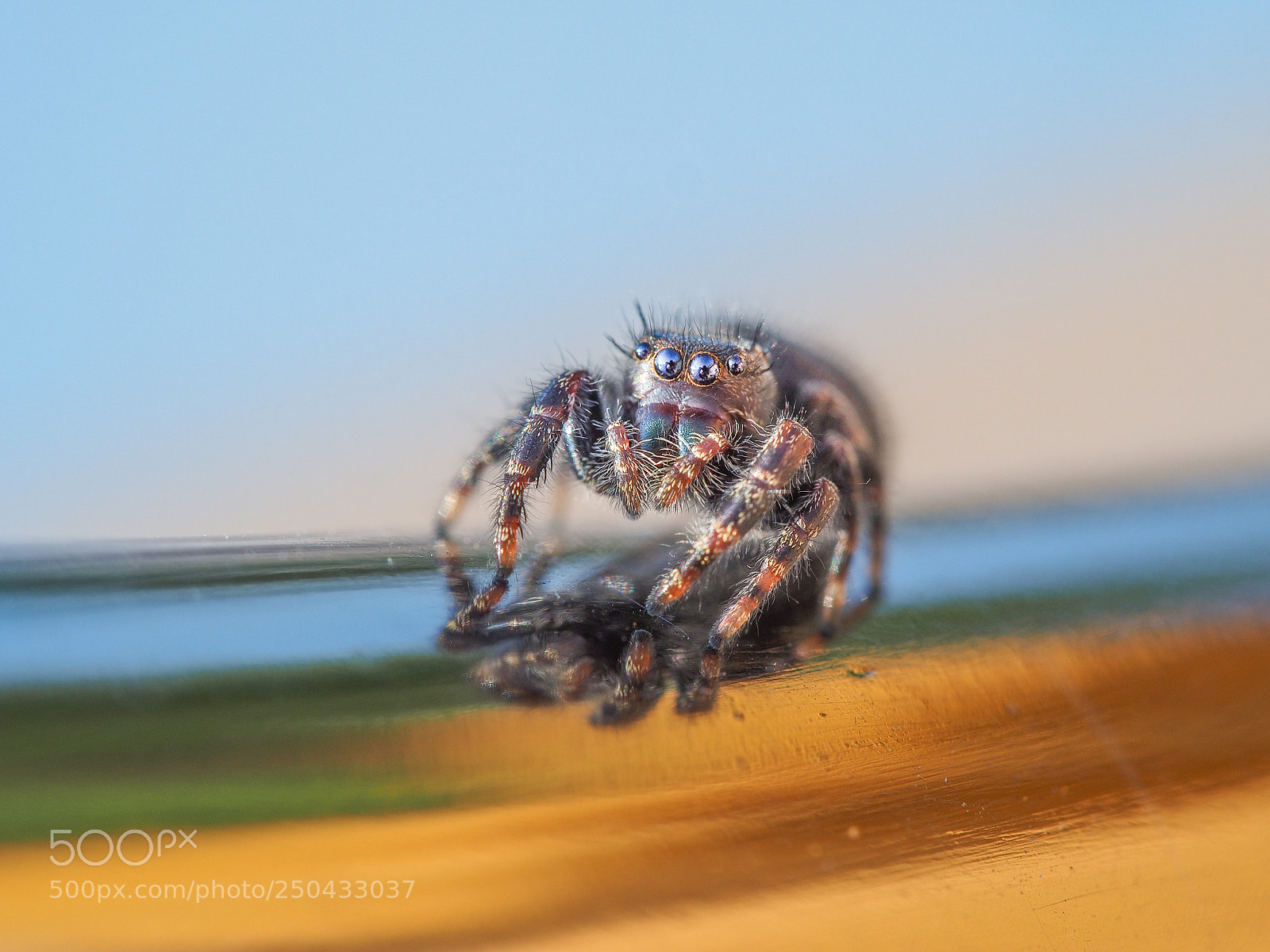 Olympus OM-D E-M5 sample photo. Jumping spider photography
