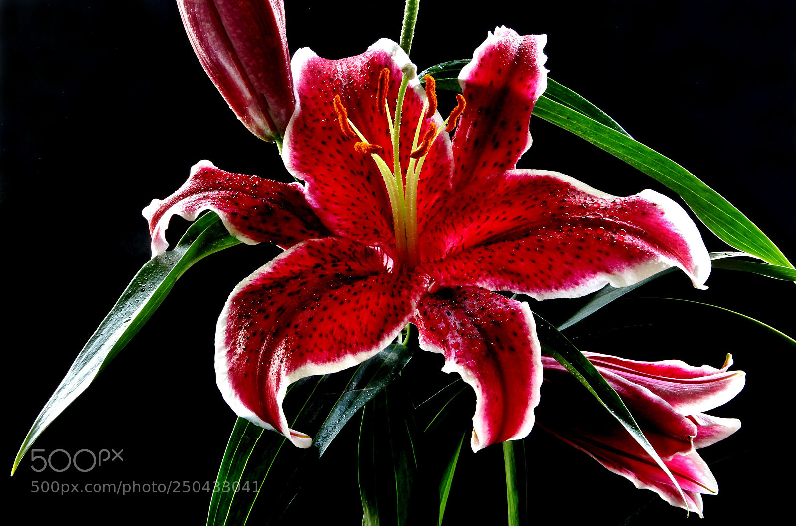 Canon EOS 60D sample photo. Tiger lily photography