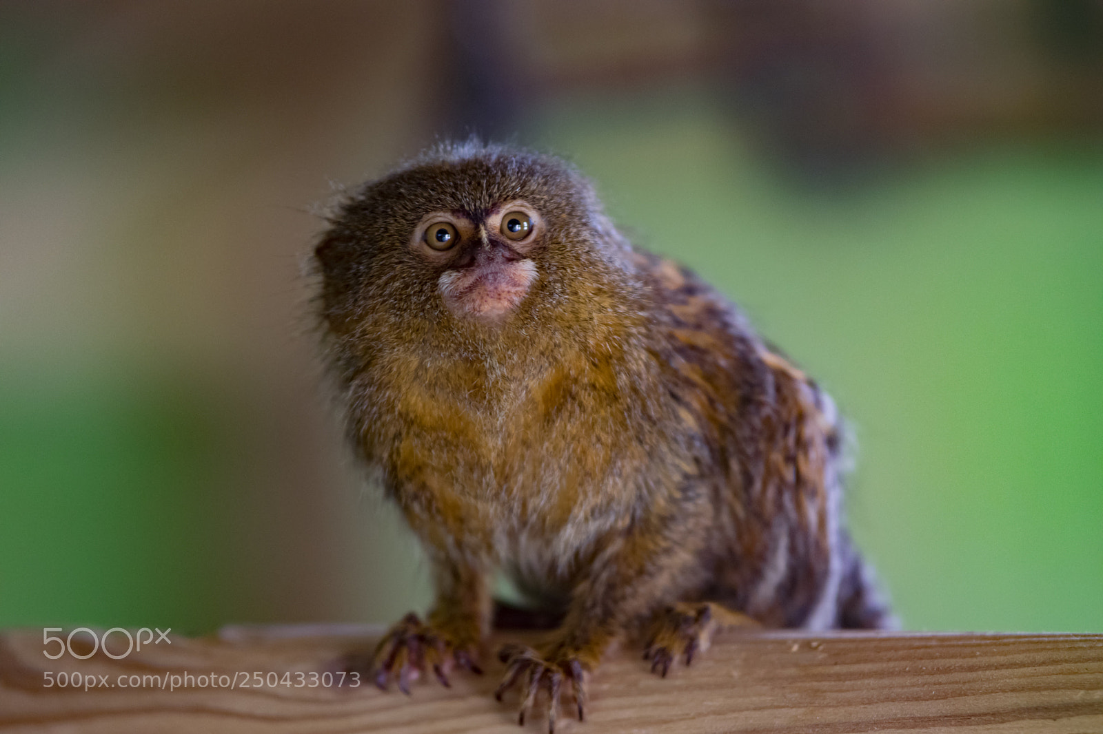 Nikon D5300 sample photo. Little monkey photography