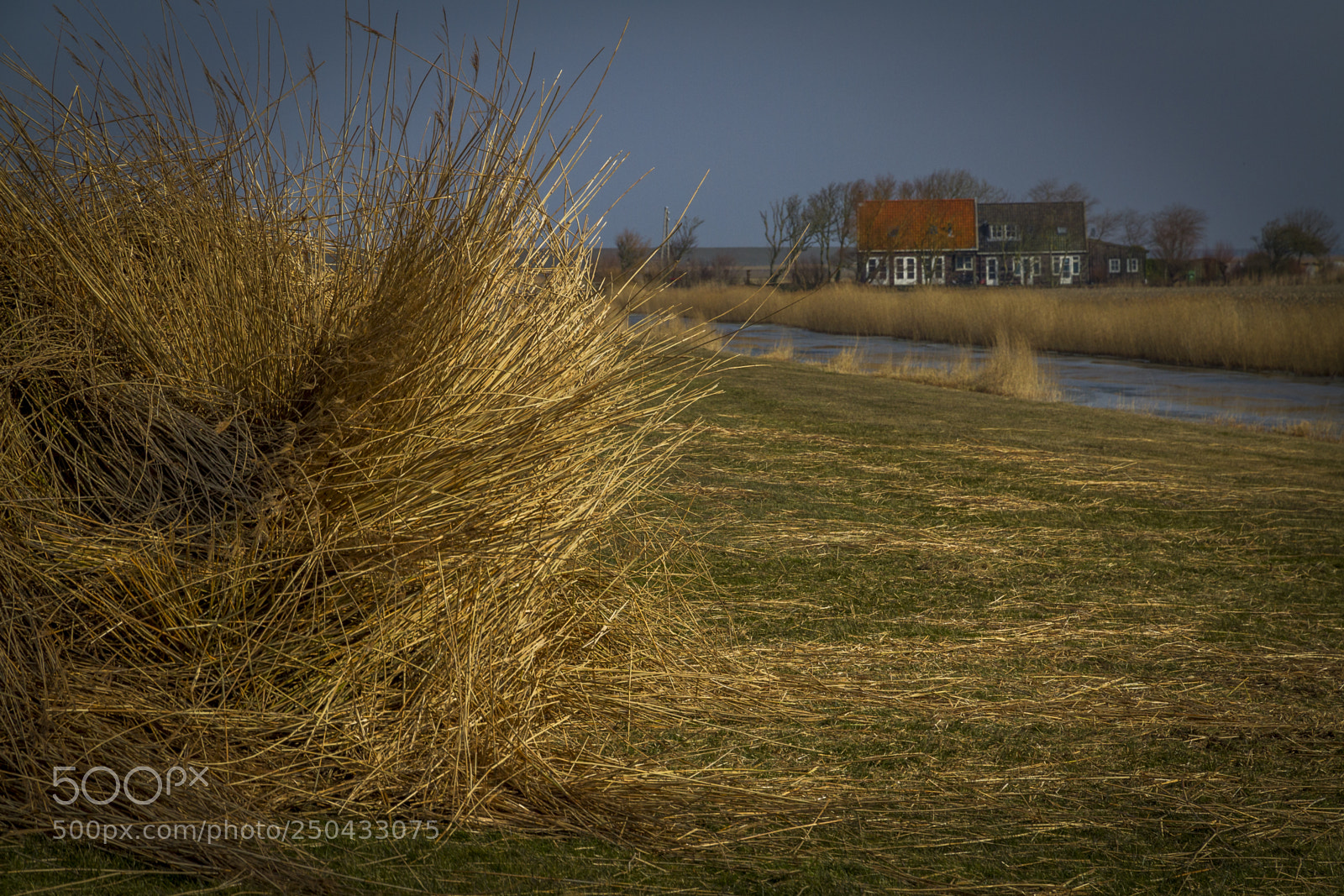 Canon EOS 7D sample photo. Reed 1 photography